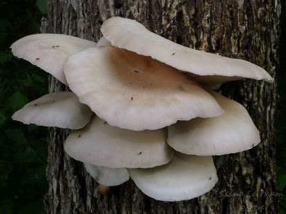 Oysters by steve leitkam