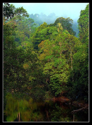 Tropical rainforest by Lexe-I