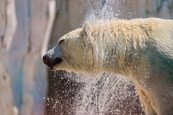 Bear shaking by Tambako The Jaguar