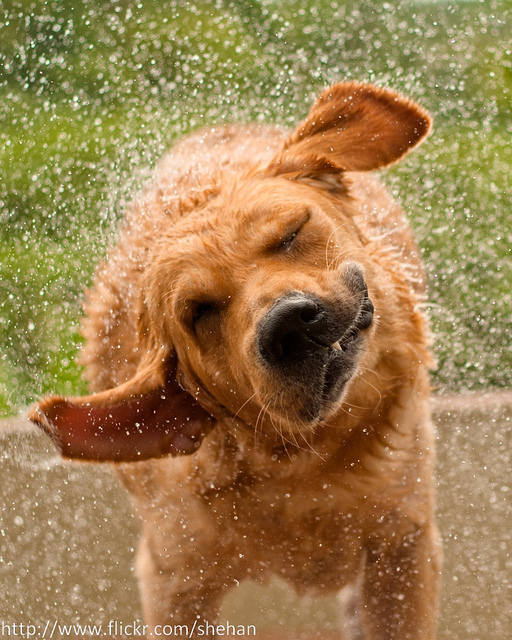 dog shaking by shehan peruma