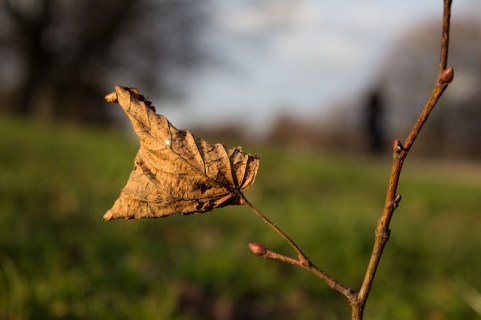 dry winter leave by Pavlina Jane